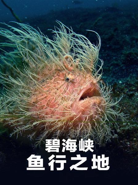 探索充满生机的蓝碧海峡 带你潜入奇幻的鱼行之地