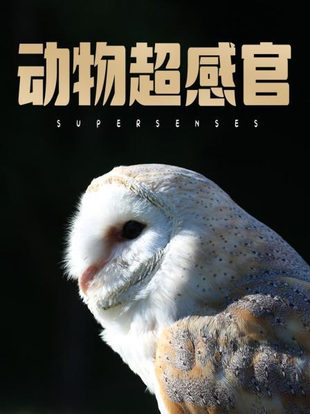 猎豹几秒钟绝杀猎物 猫鼬群战黄金眼镜蛇
