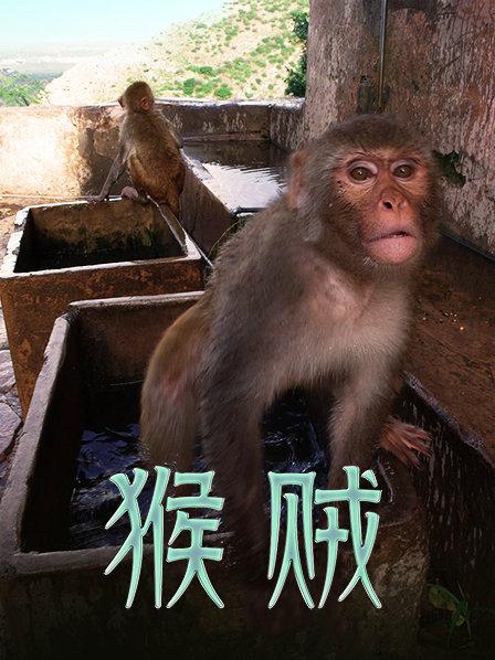 猕猴帮派生活面临危机 导致分裂之路