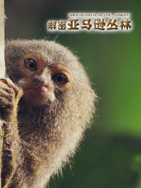 神奇的雨林生物