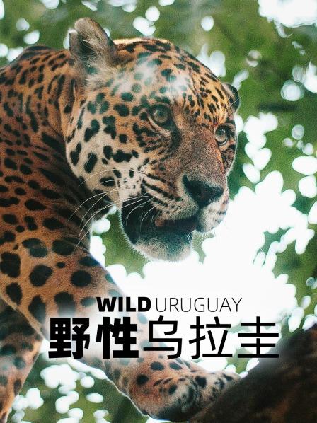 野性乌拉圭
