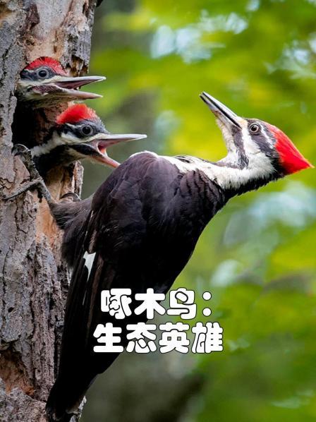 啄木鸟：生态英雄