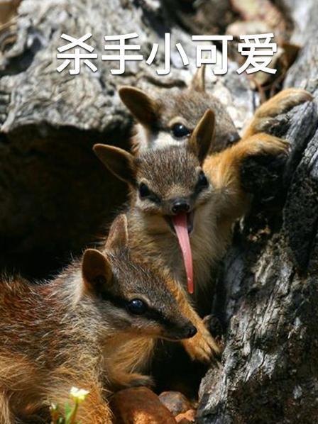 杀手小可爱
