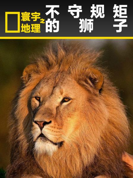 不守规矩的狮子