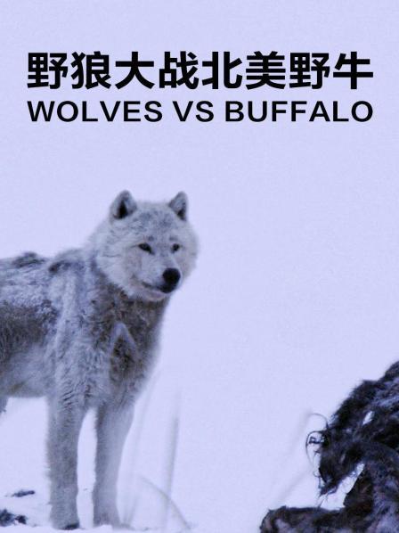 摄影师利用新技术揭秘狼群家庭生活细节