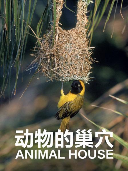 动物打造自己的巢穴努力跟上世界变化