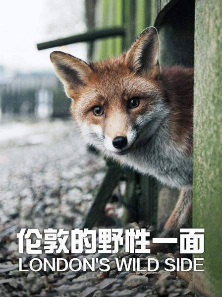 伦敦 被野生动物包围的都市森林