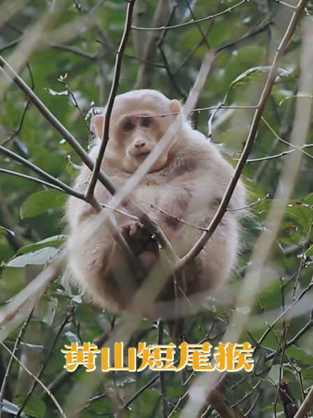 黄山短尾猴