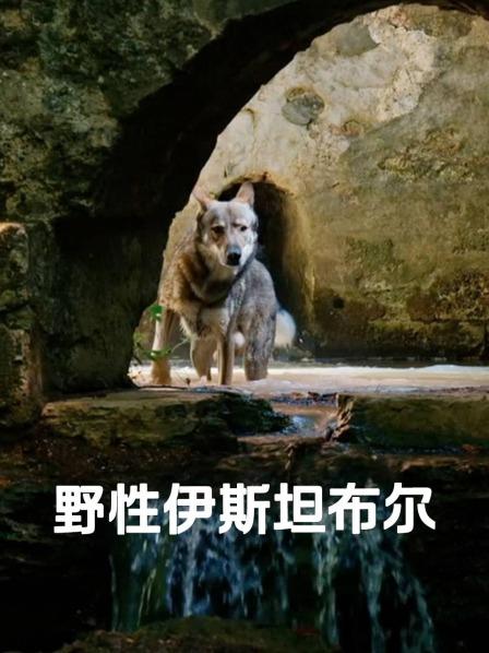 野性伊斯坦布尔