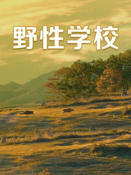 中南美洲热带雨林：数百万动植物的天堂