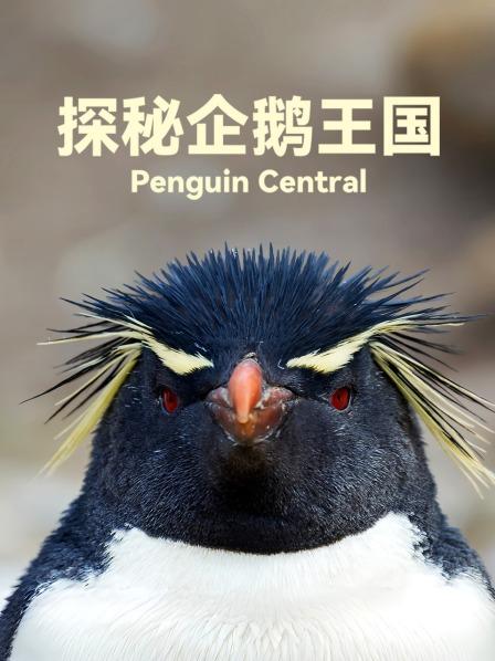 探秘企鹅王国