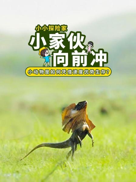 小家伙向前冲：小动物是如何凭借速度优势生存