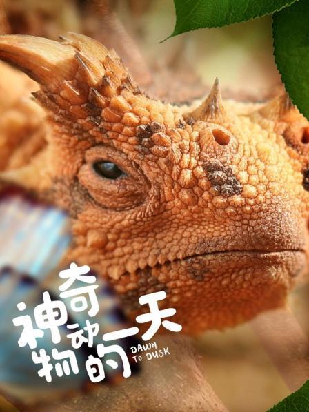 神奇动物的一天