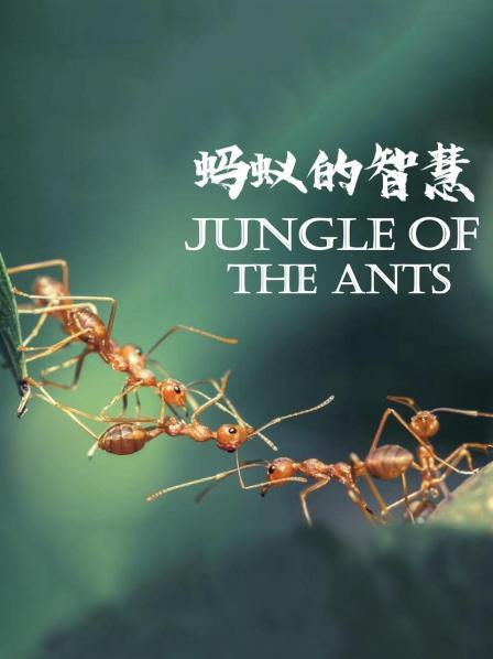 蚂蚁的智慧