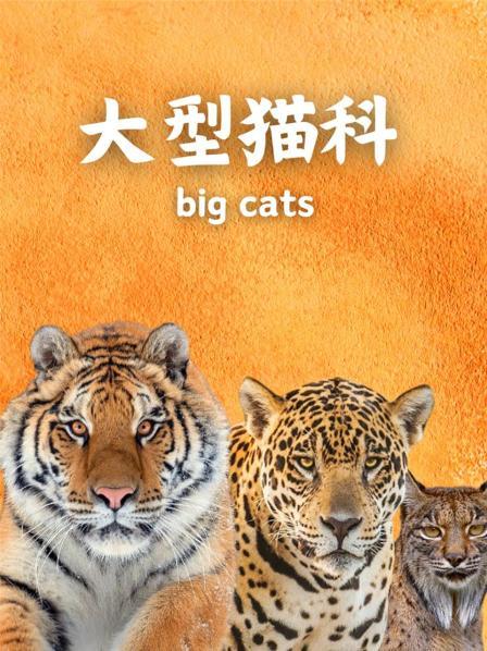 大型猫科