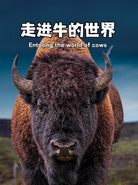 走进牛的世界