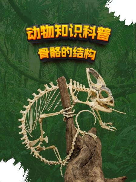 动物知识科普 骨骼的结构
