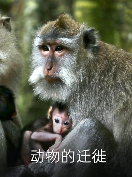 动物的迁徙