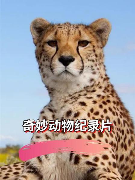 奇妙动物纪录片