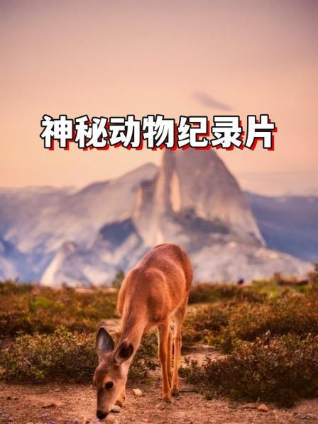 神秘动物纪录片