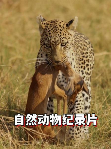 自然动物纪录片