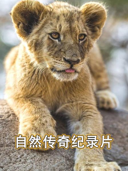 自然传奇纪录片