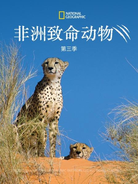 非洲致命动物 第三季