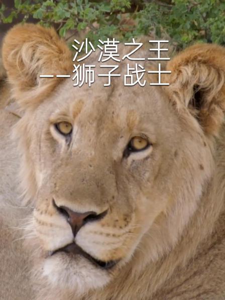 沙漠之王——狮子战士