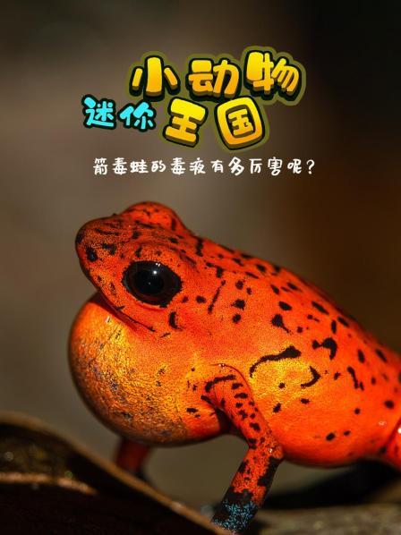 迷你小动物王国，箭毒蛙的毒液有多厉害呢