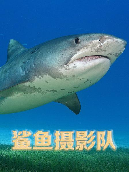 鲨鱼摄影队
