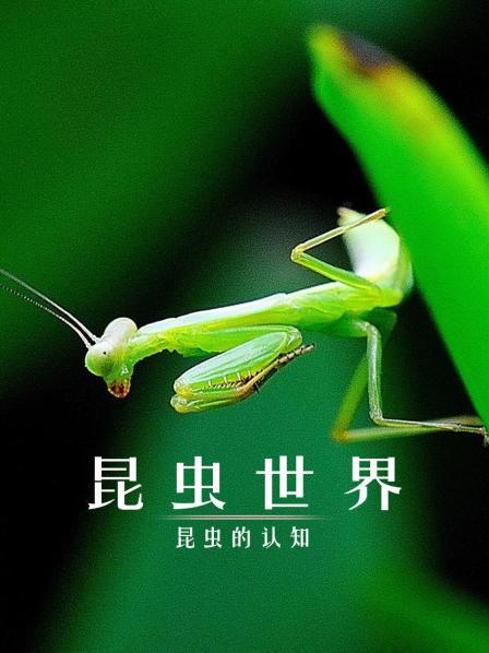 昆虫世界：昆虫的认知