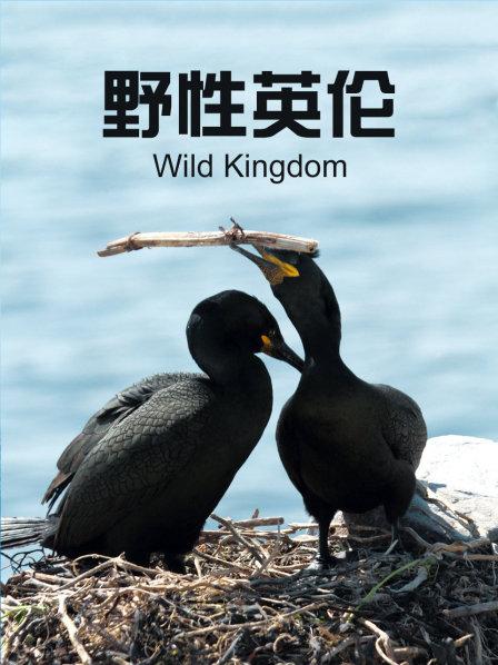 野性英伦