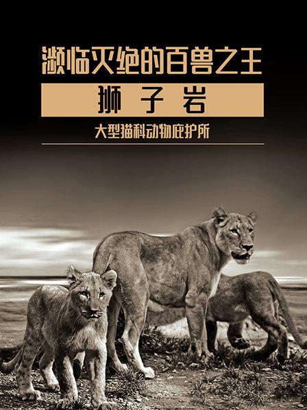 濒临灭绝的百兽之王  狮子岩 大型猫科动物庇护所