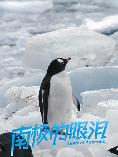 南极的眼泪