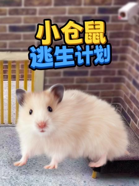 小仓鼠逃生计划