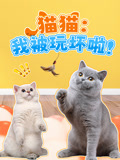 猫猫 我被玩坏啦