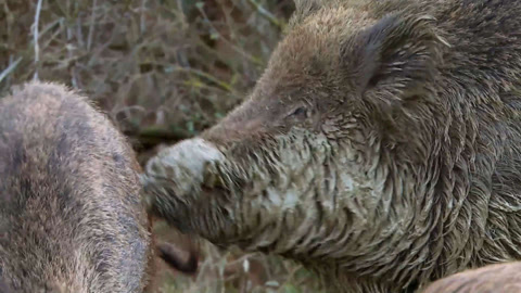 第1集 卷土重来