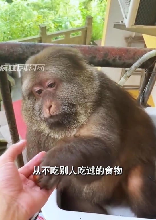 有趣的动物解说