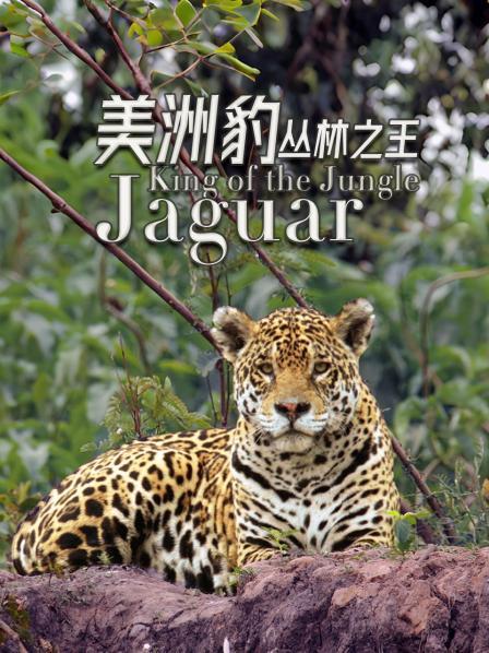 美洲豹 丛林之王