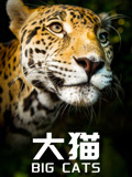 大猫 中文版