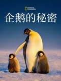 企鹅的秘密