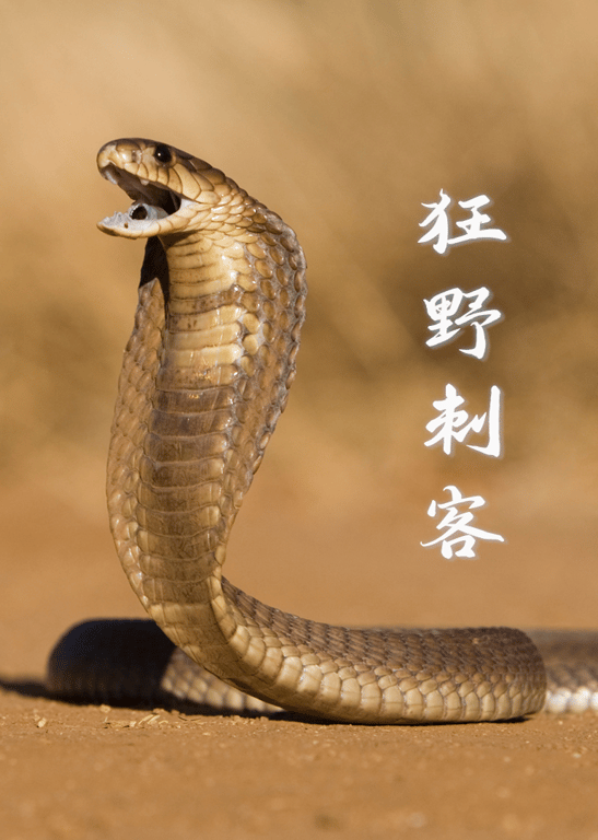狂野刺客