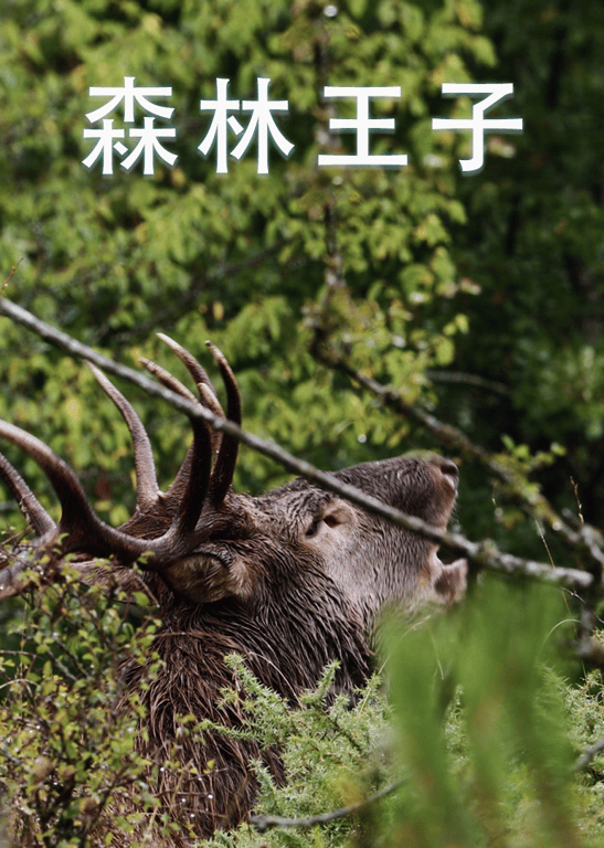 森林王子