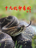 十大致命毒蛇第一季