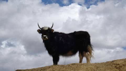 珠峰脚下的牦牛