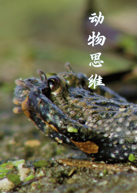 动物思维