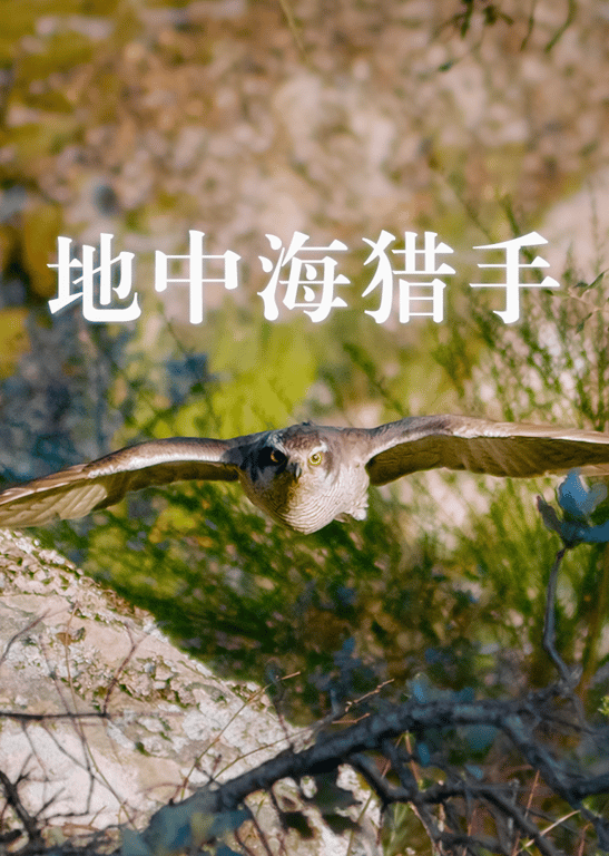 地中海猎手