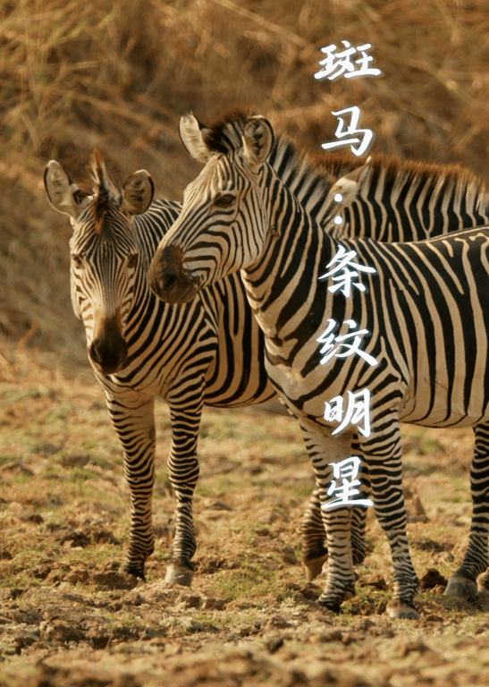 斑马 条纹明星