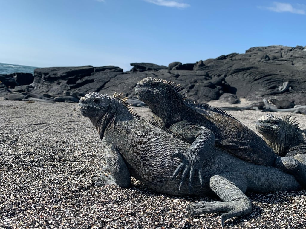 Ecuador and Galapagos tour image