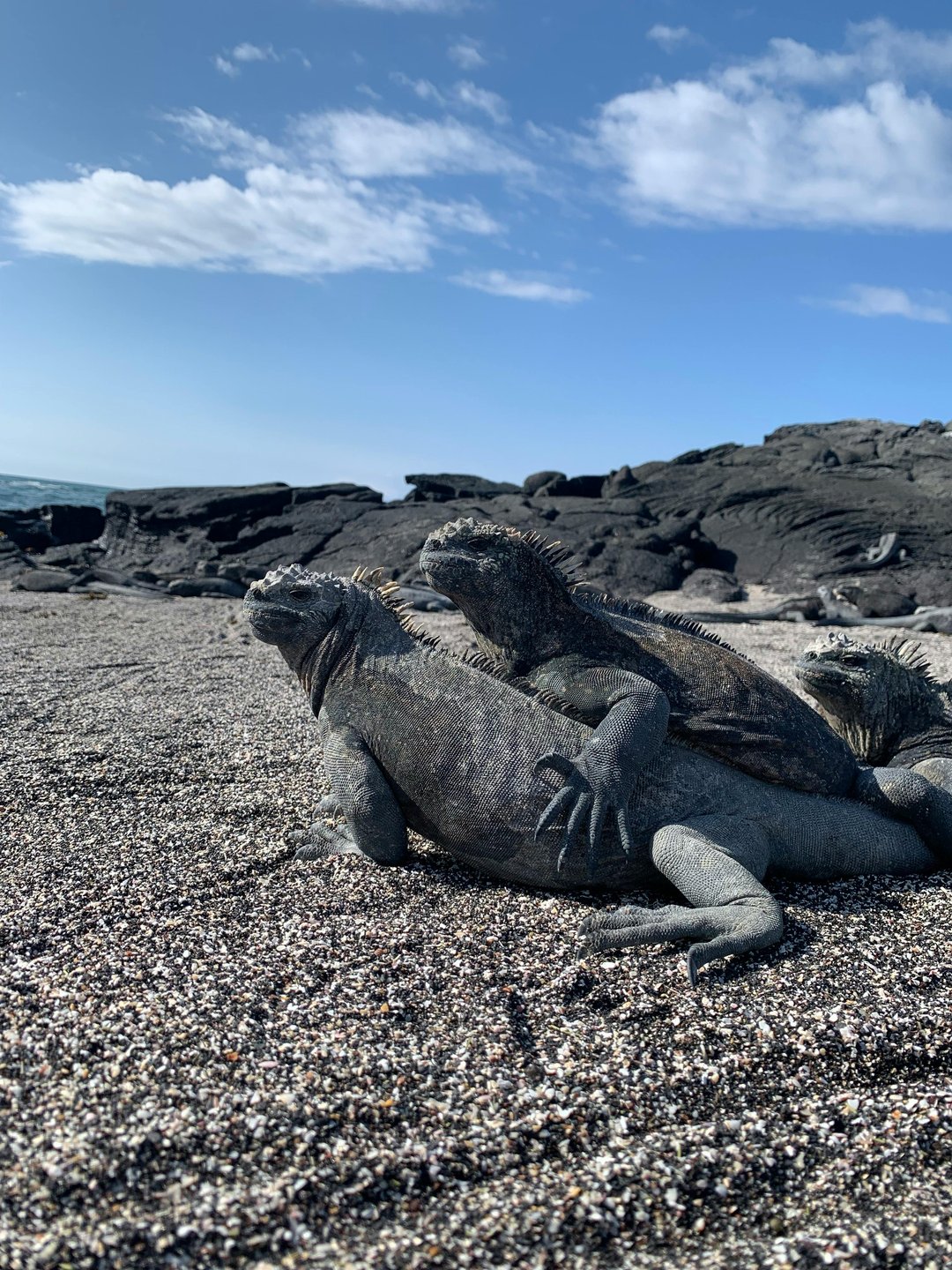 Galapagos Lizards